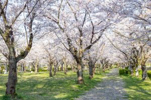 名古屋市平和公園、桜の園、3月春の花、名古屋市千種区の観光・撮影スポットの名所