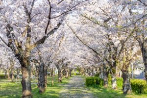 名古屋市平和公園、桜の園、3月春の花、名古屋市千種区の観光・撮影スポットの名所