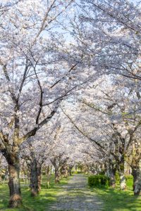 名古屋市平和公園、桜の園、3月春の花、名古屋市千種区の観光・撮影スポットの名所