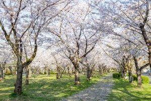 名古屋市平和公園、桜の園、3月春の花、名古屋市千種区の観光・撮影スポットの名所