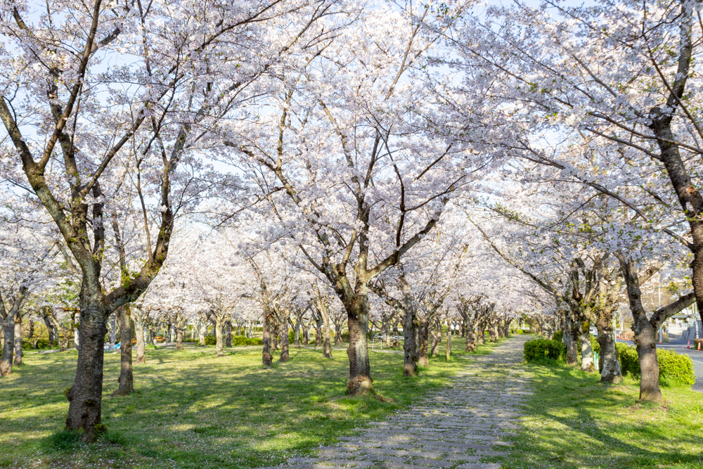名古屋市平和公園、桜の園、3月春の花、名古屋市千種区の観光・撮影スポットの名所