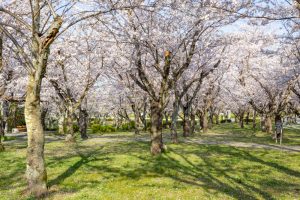 名古屋市平和公園、桜の園、3月春の花、名古屋市千種区の観光・撮影スポットの名所