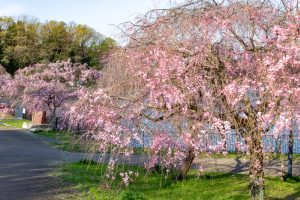 名古屋市平和公園、しだれ桜、3月春の花、名古屋市千種区の観光・撮影スポットの名所