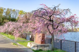 名古屋市平和公園、しだれ桜、3月春の花、名古屋市千種区の観光・撮影スポットの名所