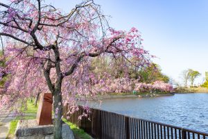 名古屋市平和公園、しだれ桜、3月春の花、名古屋市千種区の観光・撮影スポットの名所