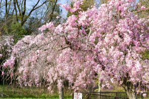 名古屋市平和公園、しだれ桜、3月春の花、名古屋市千種区の観光・撮影スポットの名所
