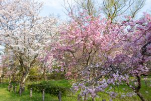名古屋市平和公園、桜の園、3月春の花、名古屋市千種区の観光・撮影スポットの名所