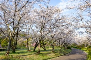 名古屋市平和公園、桜の園、3月春の花、名古屋市千種区の観光・撮影スポットの名所