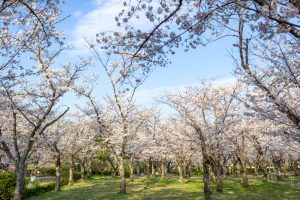 名古屋市平和公園、桜の園、3月春の花、名古屋市千種区の観光・撮影スポットの名所