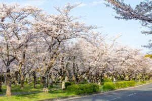 名古屋市平和公園、桜の園、3月春の花、名古屋市千種区の観光・撮影スポットの名所