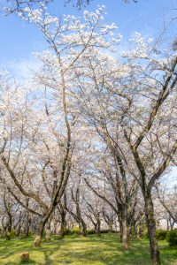 名古屋市平和公園、桜の園、3月春の花、名古屋市千種区の観光・撮影スポットの名所