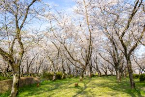 名古屋市平和公園、桜の園、3月春の花、名古屋市千種区の観光・撮影スポットの名所