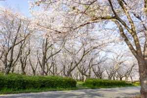 名古屋市平和公園、桜の園、3月春の花、名古屋市千種区の観光・撮影スポットの名所