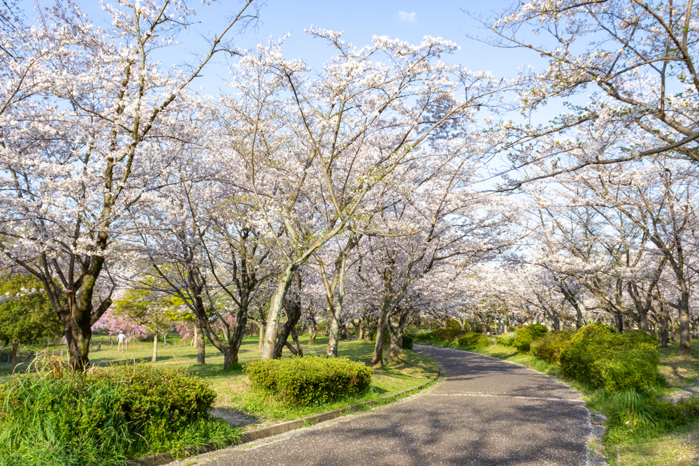 名古屋市平和公園、桜の園、3月春の花、名古屋市千種区の観光・撮影スポットの名所