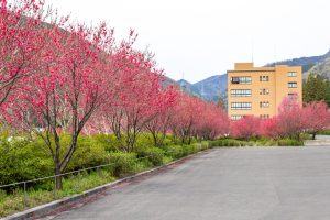 根尾川ガーデン、花桃、 4月春の花、岐阜県本巣市の観光・撮影スポットの画像と写真