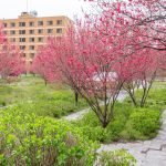 根尾川ガーデン、花桃、 4月春の花、岐阜県本巣市の観光・撮影スポットの画像と写真
