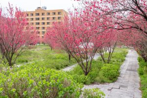 根尾川ガーデン、花桃、 4月春の花、岐阜県本巣市の観光・撮影スポットの画像と写真