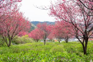 根尾川ガーデン、花桃、 4月春の花、岐阜県本巣市の観光・撮影スポットの画像と写真