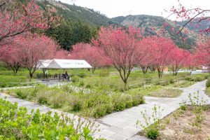 根尾川ガーデン、花桃、 4月春の花、岐阜県本巣市の観光・撮影スポットの画像と写真