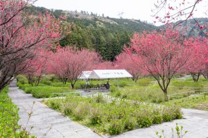 根尾川ガーデン、花桃、 4月春の花、岐阜県本巣市の観光・撮影スポットの画像と写真