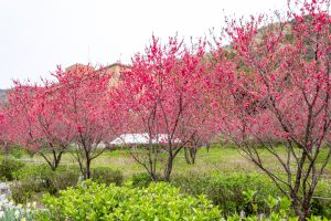 根尾川ガーデン、花桃、 4月春の花、岐阜県本巣市の観光・撮影スポットの画像と写真