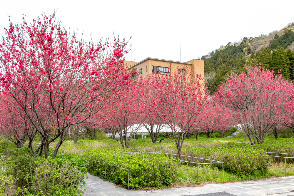 根尾川ガーデン、花桃、 4月春の花、岐阜県本巣市の観光・撮影スポットの画像と写真