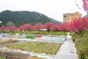 根尾川ガーデン、花桃、 4月春の花、岐阜県本巣市の観光・撮影スポットの画像と写真