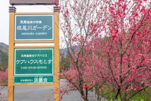根尾川ガーデン、花桃、 4月春の花、岐阜県本巣市の観光・撮影スポットの画像と写真