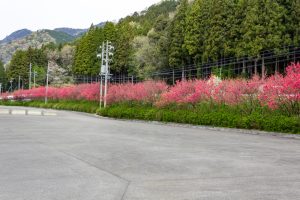 根尾川ガーデン、花桃、 4月春の花、岐阜県本巣市の観光・撮影スポットの画像と写真