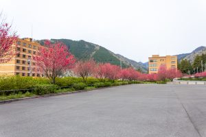 根尾川ガーデン、花桃、 4月春の花、岐阜県本巣市の観光・撮影スポットの画像と写真