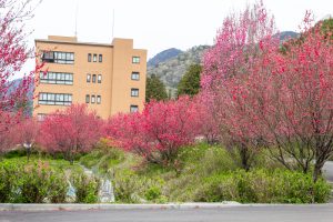 根尾川ガーデン、花桃、 4月春の花、岐阜県本巣市の観光・撮影スポットの画像と写真