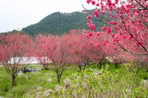 根尾川ガーデン、花桃、 4月春の花、岐阜県本巣市の観光・撮影スポットの画像と写真