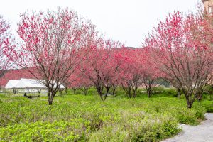 根尾川ガーデン、花桃、 4月春の花、岐阜県本巣市の観光・撮影スポットの画像と写真