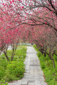 根尾川ガーデン、花桃、 4月春の花、岐阜県本巣市の観光・撮影スポットの画像と写真