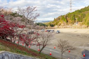 小原ふれあい公園、四季桜、紅葉、11月秋、愛知県豊田市の観光・撮影スポットの画像と写真