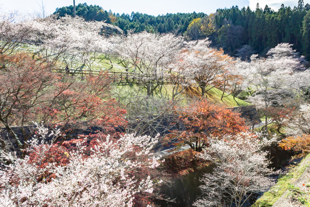 小原ふれあい公園、四季桜、紅葉、11月秋、愛知県豊田市の観光・撮影スポットの画像と写真