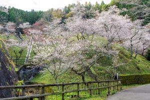 小原ふれあい公園、四季桜、紅葉、11月秋、愛知県豊田市の観光・撮影スポットの画像と写真