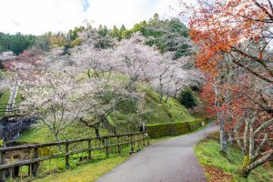 小原ふれあい公園、四季桜、紅葉、11月秋、愛知県豊田市の観光・撮影スポットの画像と写真