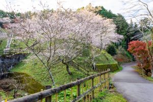 小原ふれあい公園、四季桜、紅葉、11月秋、愛知県豊田市の観光・撮影スポットの画像と写真