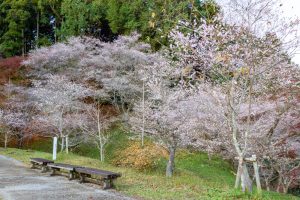 小原ふれあい公園、四季桜、紅葉、11月秋、愛知県豊田市の観光・撮影スポットの画像と写真