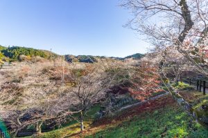 小原ふれあい公園、四季桜、紅葉、11月秋、愛知県豊田市の観光・撮影スポットの画像と写真