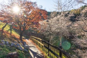 小原ふれあい公園、四季桜、紅葉、11月秋、愛知県豊田市の観光・撮影スポットの画像と写真