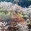 小原ふれあい公園、四季桜、紅葉、11月秋、愛知県豊田市の観光・撮影スポットの画像と写真