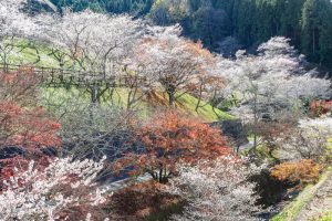 小原ふれあい公園、四季桜、紅葉、11月秋、愛知県豊田市の観光・撮影スポットの画像と写真