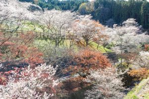 小原ふれあい公園、四季桜、紅葉、11月秋、愛知県豊田市の観光・撮影スポットの画像と写真