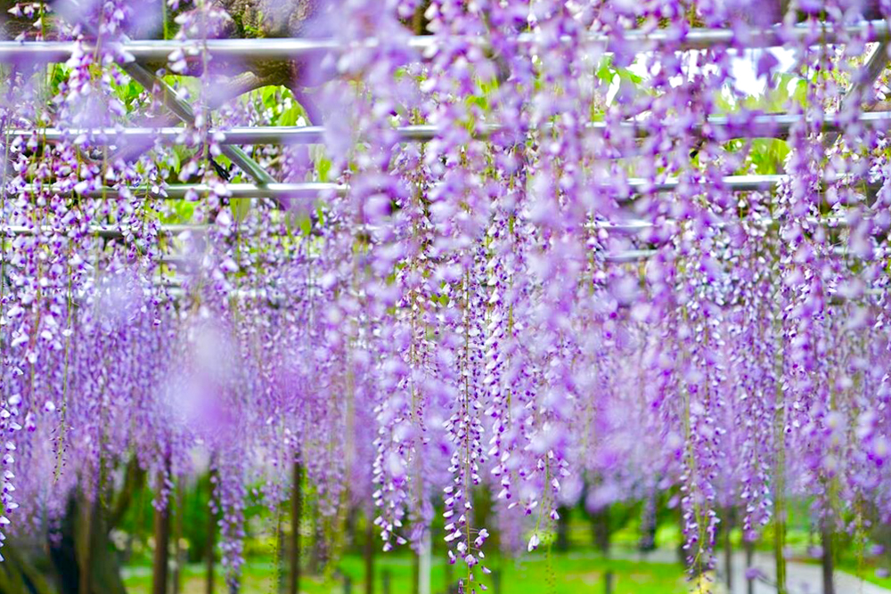 岡崎公園、五万石の藤、5月の夏の花、愛知県岡崎市の観光・撮影スポットの名所