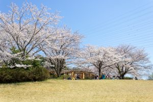 大高緑地公園、さくらの園、3月の春の花、名古屋市緑区の観光・撮影スポットの画像と写真