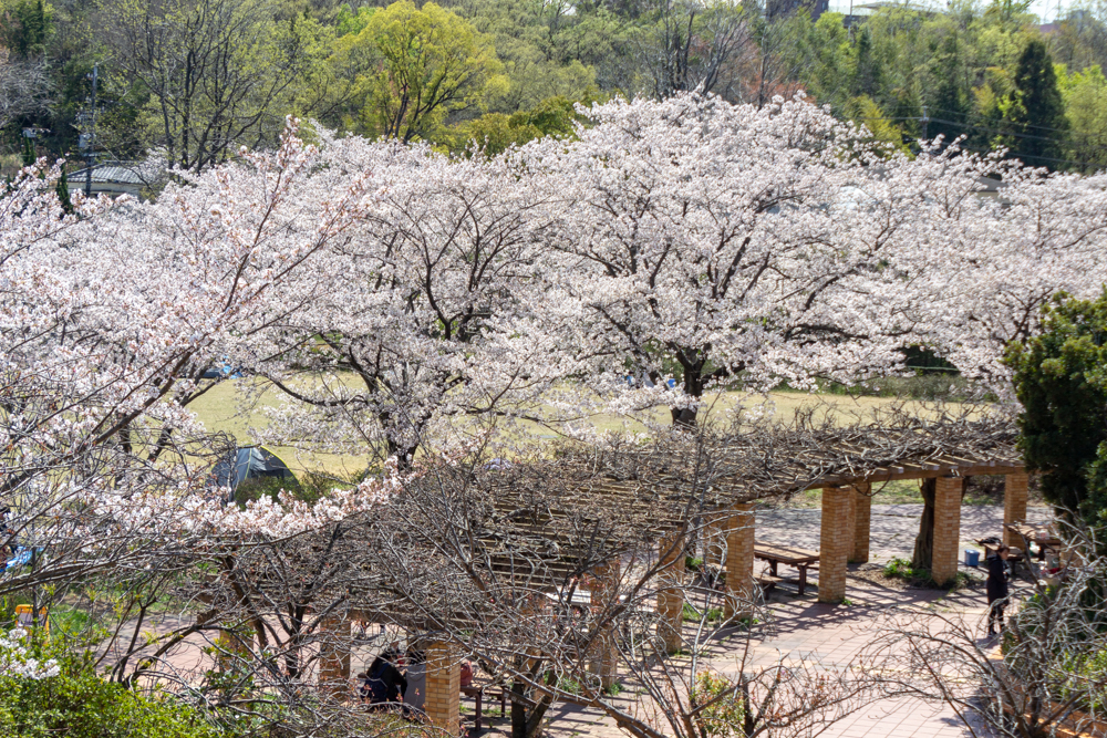 大高緑地公園、さくらの園、3月の春の花、名古屋市緑区の観光・撮影スポットの画像と写真