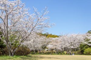 大高緑地公園、さくらの園、3月の春の花、名古屋市緑区の観光・撮影スポットの画像と写真