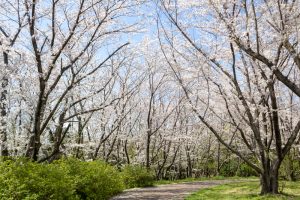 大高緑地公園、さくらの園、3月の春の花、名古屋市緑区の観光・撮影スポットの画像と写真